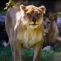 lion