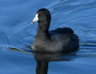 Water Fowl, American Coot
