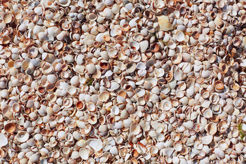 Sea shells on sand beach. Composition of exotic sea shells. Shells of various kind as background. Flat lay. Little scallop shells