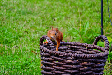 Squirrel collecting walnuts from basket