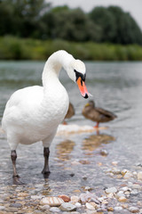 Obraz premium Schwan