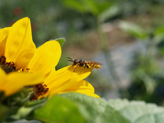 Wasp