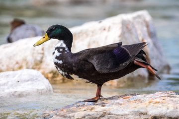 Ente