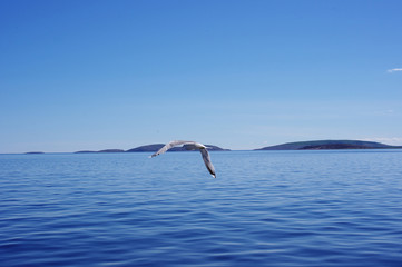 Seascape with a flying seagull and islands