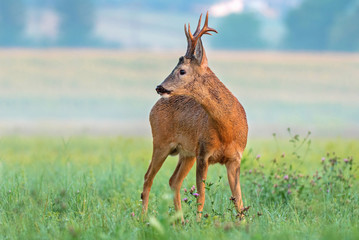 Wild roe deer in a field © Soru Epotok