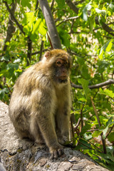 Obraz premium Berberaffe sitzt auf einer Mauer und hält Ausschau