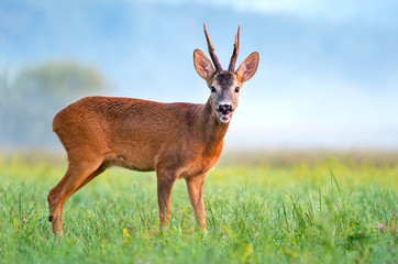 Obraz premium Wild roe deer in a field