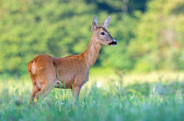 Naklejka na ściany i meble Wild female roe deer in a field