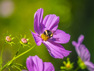 Bumblebee harvesting pollen from blooming flowers