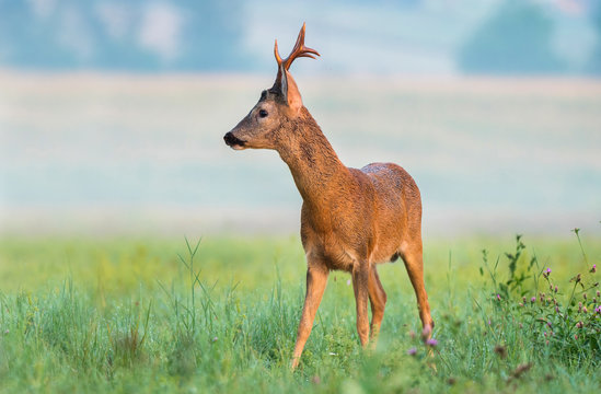 Wild roe deer in a field