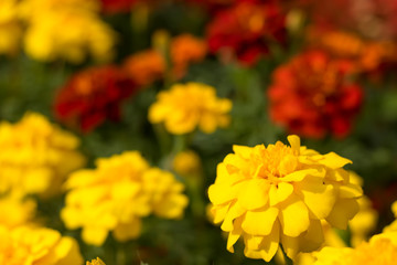 Fully Bloomed Colorful Marigold at Garden in October