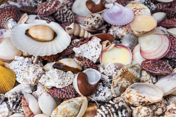 いろいろな貝殻