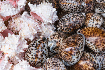 いろいろな貝殻