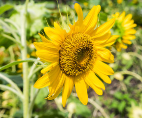 Sun flower