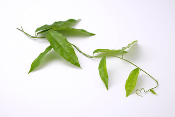 Bamboo grass, Bai-ya-nang. (Name spelled as Thailand) Tiliacora triandra Colebr. isolated on white background