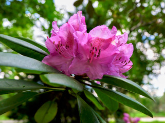 Fototapeta premium Цветок