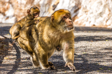 Makaken-Weibchen trägt ein Jungtier auf dem Rücken