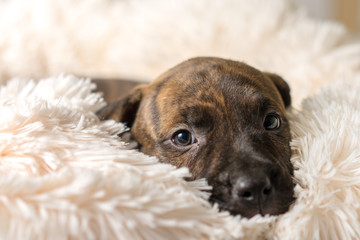 Mix breed brindle puppy canine dog lying down on soft white blanket looking happy, pampered,...