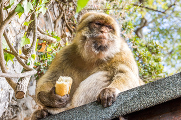 Berberaffe bei der Mittagspause