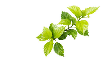 young chaba plant on white background, chiness rose