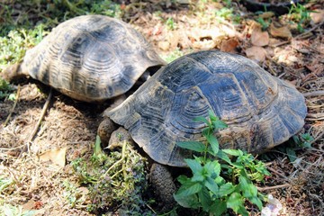 Turtles living in the bushes near the veranda of the restaurant of the Turkish hotel crawl on the ground in search of food.