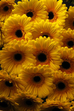 Chi Đồng tiền Гербера Gerbera 大丁草属 سرده Գերբերա ژربر ガーベラ Gerberat Jerbera Gerbere Flora جربارة জার্বেরা