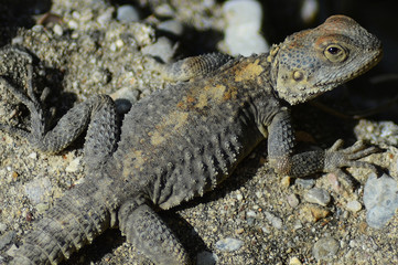 Standing on the rock lizard