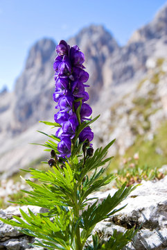 Aconitum napellus, Bergeisenhut