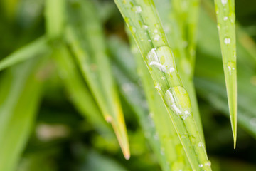 dew on grass