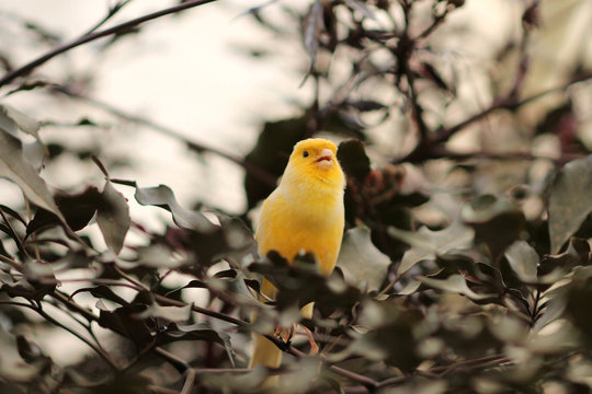 Kanarienvogel im Bl&auml;tterdach