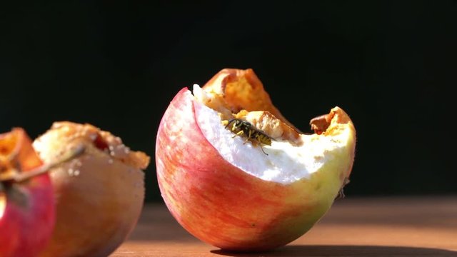 Obstzeit - Vespe auf einem faulen Apfel, Zoomfahrt