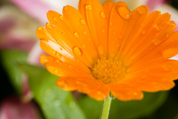 dew on a Daisy