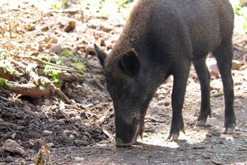 Wildschwein sucht