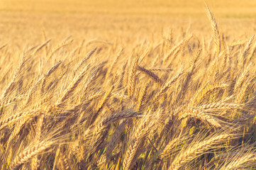 Wheat ears at sunset