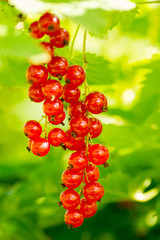 red currants around