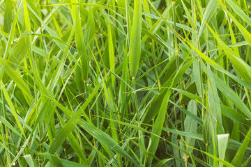 Bulrush, or cattail on the shore of the pond.