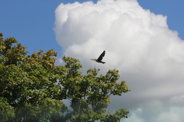 Double-crested cormorants (Phalacrocorax auritus)flying over a leaf filled tree, against a cloud filled sky.  

