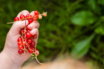 red currants in hand