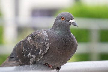 ハト