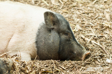 Pigs are resting on the farm.
