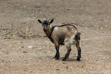 Naklejka na ściany i meble Little goat running around the goat farm.