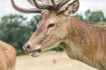 red deer stag close up portrait profile view