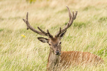 Red deer stag lying in long grass