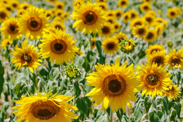 Fototapeta premium Sunflowers