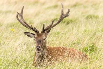 Naklejka na ściany i meble red deer stag lying in grass, open mouth