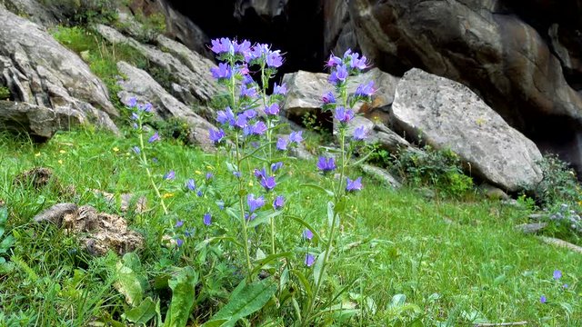 Blooming summer wildflowers Blueweed, Echium vulgare in the mountains of East Kazakhstan. Real time uhd video