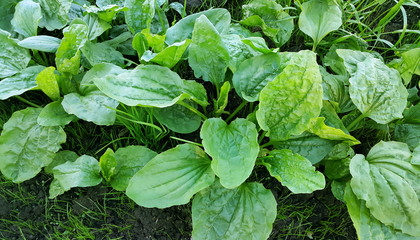 Fresh green leaves of plantain