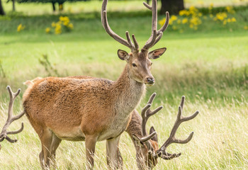red deer stag standing