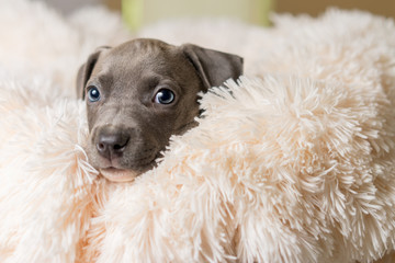 Mix breed grey with blue eyes puppy canine dog lying down on soft white blanket looking happy, pampered, hopeful, sweet, friendly, cute, adorable, spoiled while making eye contact