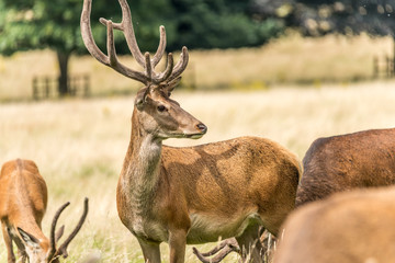 Alert red deer stag in herd